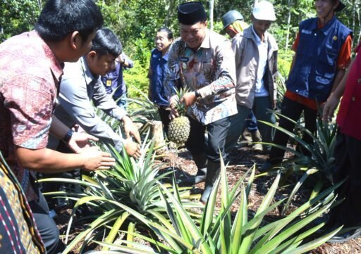 bupati-mamasa-bersama-masyarakat-desa-mesakada-panen-raya-nenas.